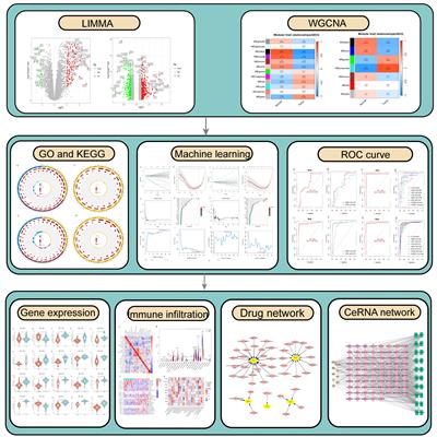 Exploration of ferroptosis and necroptosis-related genes and potential molecular mechanisms in psoriasis and atherosclerosis